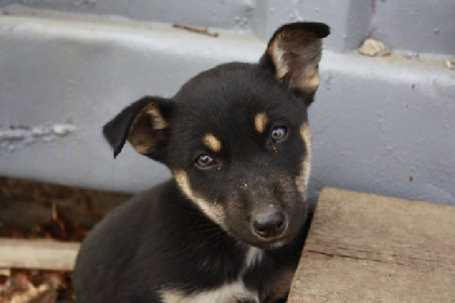 Из-за гибели собак в пермском приюте возбуждено уголовное дело
