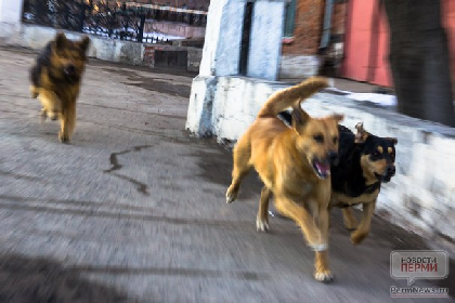 В Перми собаки напали на мальчика и покусали его