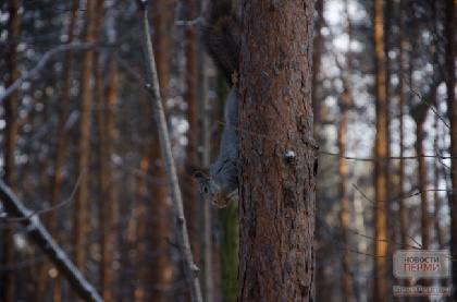 В Пермском крае обсуждают лимит добычи лесных зверей