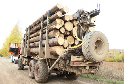 Житель Бардымского района незаконно вырубил деревья на 2,7 млн рублей