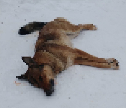 В Пермском крае школьница убила собаку электрошокером
