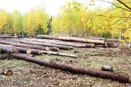 Житель Прикамья незаконно переправлял лес в Азербайджан