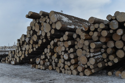 В марте в Пермском крае нашли шесть незаконных вырубок леса