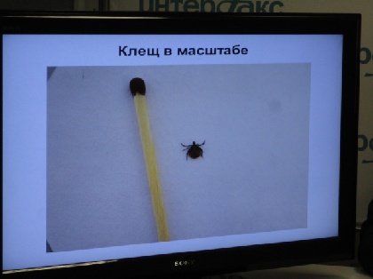 Клещи в Пермском крае исчезнут только в октябре