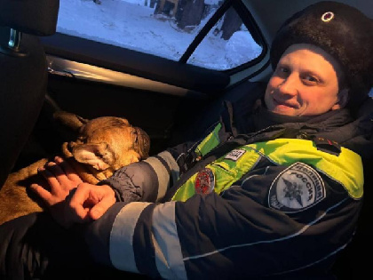 В Чайковском полицейские нашли потерявшегося в холода бульдога