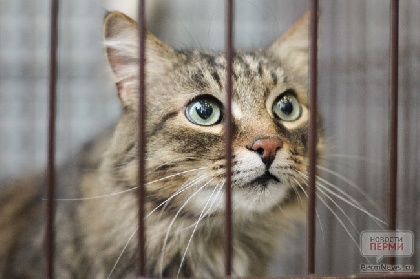 Арендодатель выселяет приют для кошек «Матроскин»