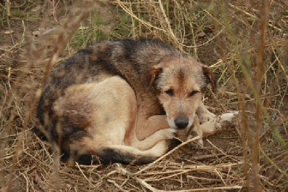 Зоозащитники пожаловались президенту на убийства собак в муниципальном приюте Перми
