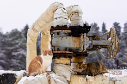 В Краснокамске прокуратура проверяет аварию на водопроводе, из-за которой город остался без воды