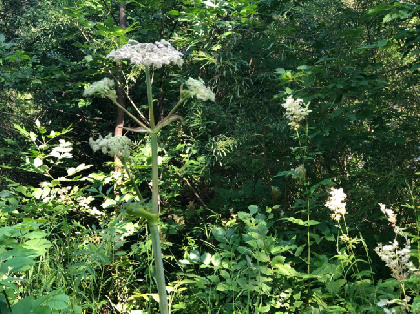 Краснокамский, Нытвенский и Осинский округа – «лидеры» по зарастанию борщевиком