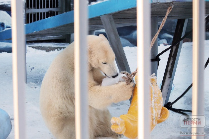 В Перми из-за урагана у белых медведей пропал аппетит