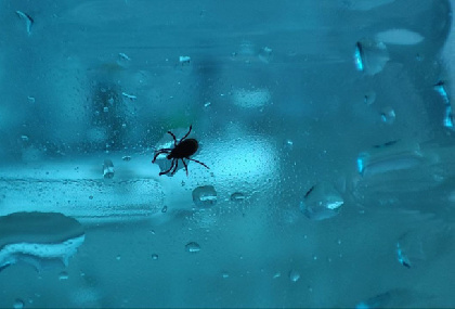 С начала сезона 270 жителей Пермского края пострадали от укусов клещей