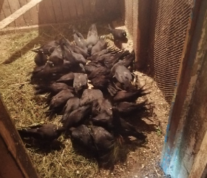 Прикамцам удалось спасти 38 голубей, брошенных в Каменном городе 