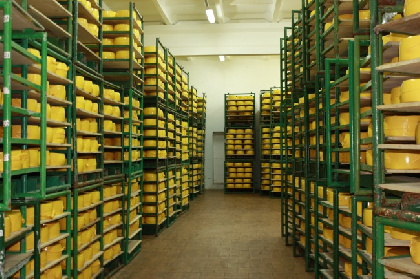 Молочный комбинат в Прикамье может производить до трех тысяч тонн сыра пармезан в год