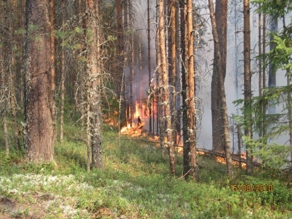 С 1 июля на территории пермских лесов вводится противопожарный режим