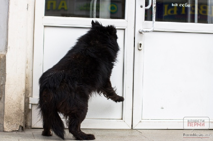 В Березниках в приюте для собак хранили просроченные лекарства и опасные отходы