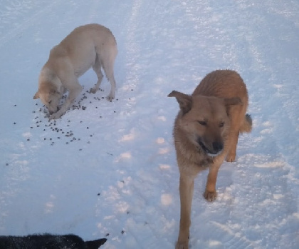 В Красновишерском районе 15 собак замерзали одни в старом доме