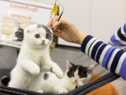 Пермский предприниматель оштрафован за незаконное использование кошек в шоу без ветеринарных документов