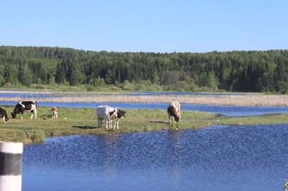 «Осторожно! Сибирская язва»: в Прикамье обустроят 12 скотомогильников