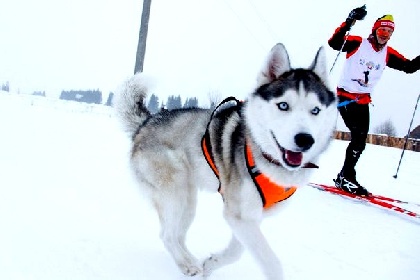 В Прикамье пройдет гонка на собаках «Лунежские горы-2018»