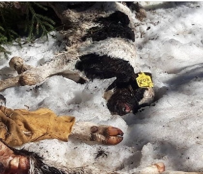 Пермяки нашли на трассе останки телят