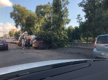 Мощный ветер в Перми сломал более 50 деревьев 