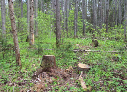 Житель Бершети незаконно спилил деревья, чтобы построить себе баню