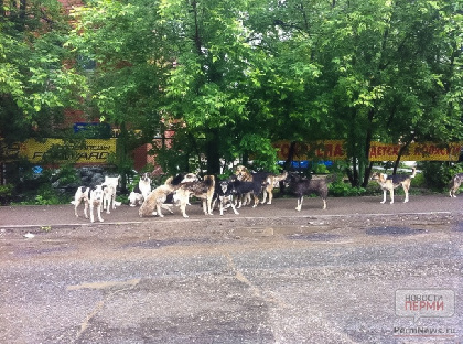 В Лысьве суд запретил неофициальный приют для собак из-за жалоб соседей