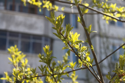 В Пермском крае ожидается пик тепла: в пятницу воздух может прогреться до +15°С