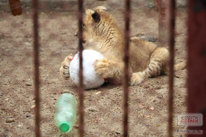 Пермский зоопарк сообщил о закрытии