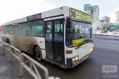 В Перми запустят укороченные рейсы на автобусе №36