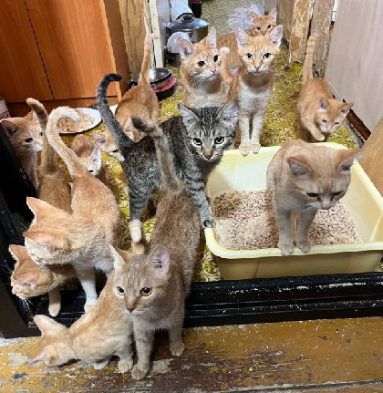 В Перми зоозащитники пристраивают кошек от пенсионерки, которую избивает сын