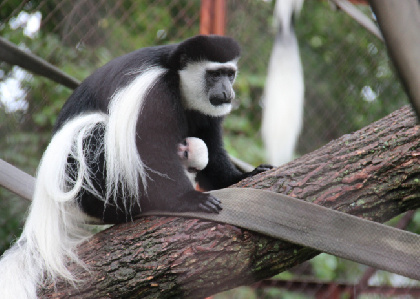 У обезьянок в пермском зоопарке родились детеныши с ярким окрасом