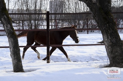 Причиной инцидента с конем на эспланаде, возможно, стало хулиганство