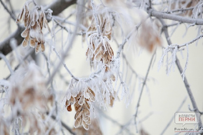 Трескучий мороз: на неделе в Прикамье ожидается до -41°С