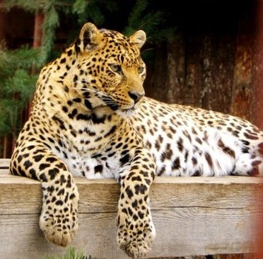 В пермском зоопарке от рака умерла самка леопарда Линда