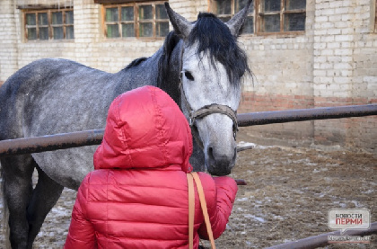 В Перми могут определить специальные зоны для катания на лошадях и ужесточить правила благоустройства