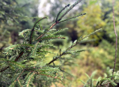 В Оханском районе возбуждено уголовное дело о незаконной рубке леса в заказнике