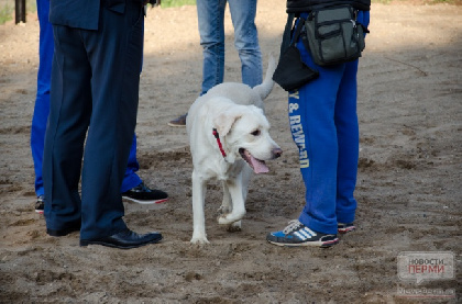 В Краснокамске слепого инвалида заставляли платить за проезд собаки-поводыря