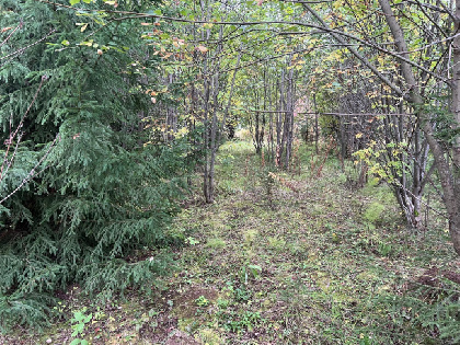 В Кунгурском округе компания загрязнила лес нефтепродуктами, ущерб превысил 3 млн рублей