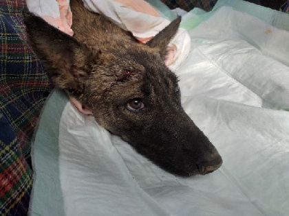В Пермском крае домашней собаке отрезали хвост и поранили голову 