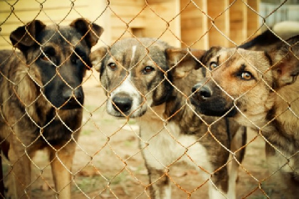 Пермяки смогут помочь бездомным собакам в рамках акции «Лучший друг»