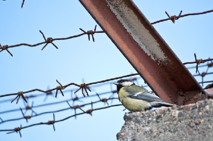 В Кудымкаре алиментщицу лишили свободы