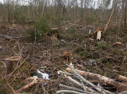 В Прикамье осудили организованную группу за незаконную рубку леса на 22 млн рублей
