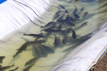 В водоемах Прикамья было выловлено 789,5 тонн рыбы