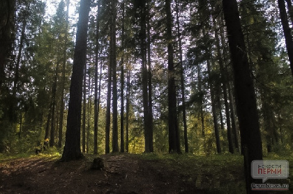 В Горнозаводском районе мужчина силой держал в лесу девочку-подростка