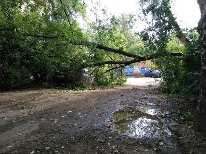 В Перми на пенсионеров упало дерево