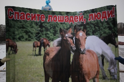В Перми над лошадьми вновь нависла угроза