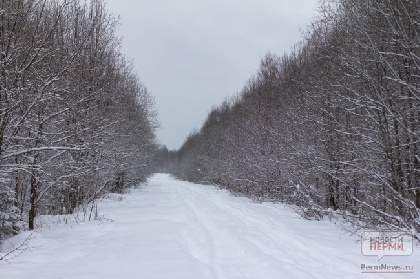 В пермском лесу незаконно вырубили деревья