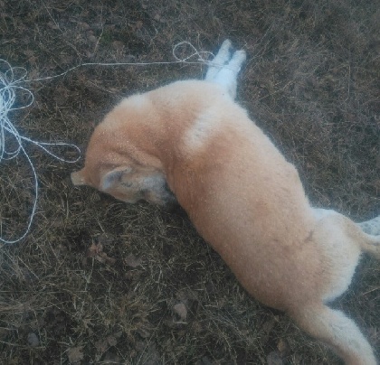 В Нытве живодеры жестоко убили трех опекаемых собак