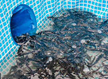 Лукойл восстанавливает популяцию рыбы в водоемах Пермского края